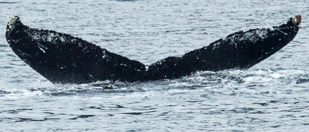 Fluke of Merlot (FS)
