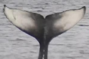 Fluke of Hammer (Salish Sea)