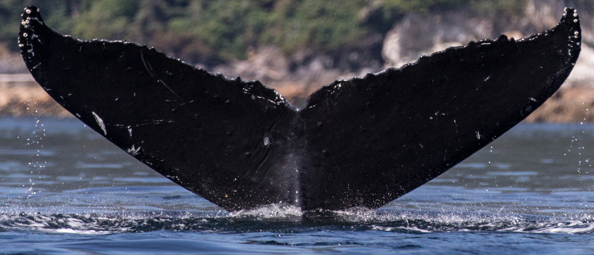 Fluke of Scratch (Southeast Alaska)