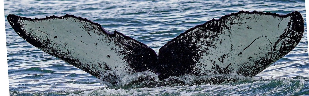 Fluke of Calypso (BC)