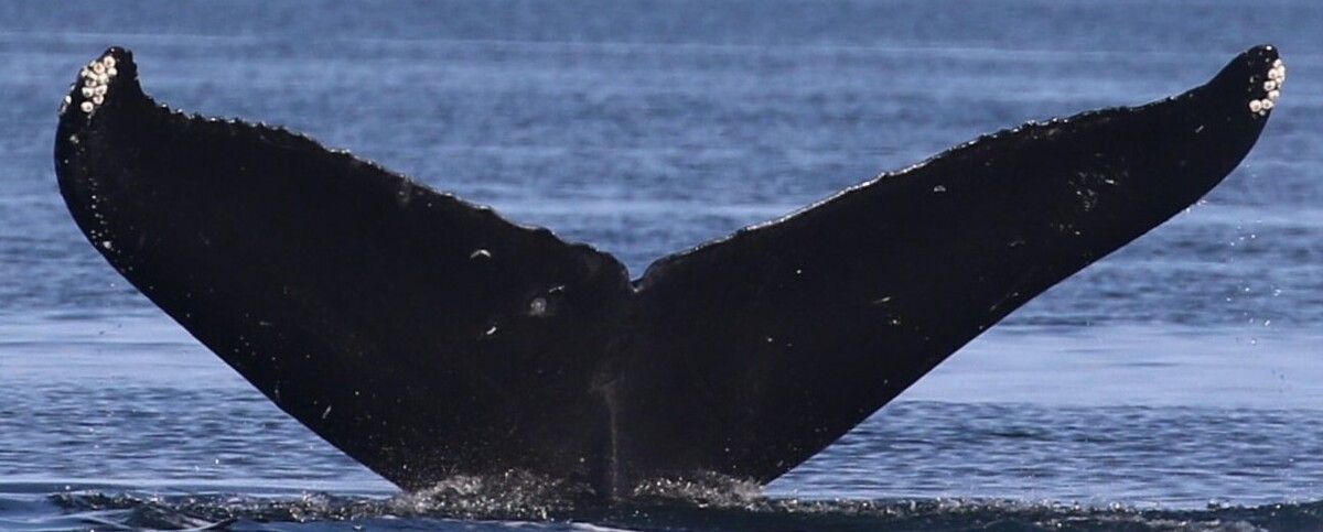 Fluke of Crevasse (Salish Sea)