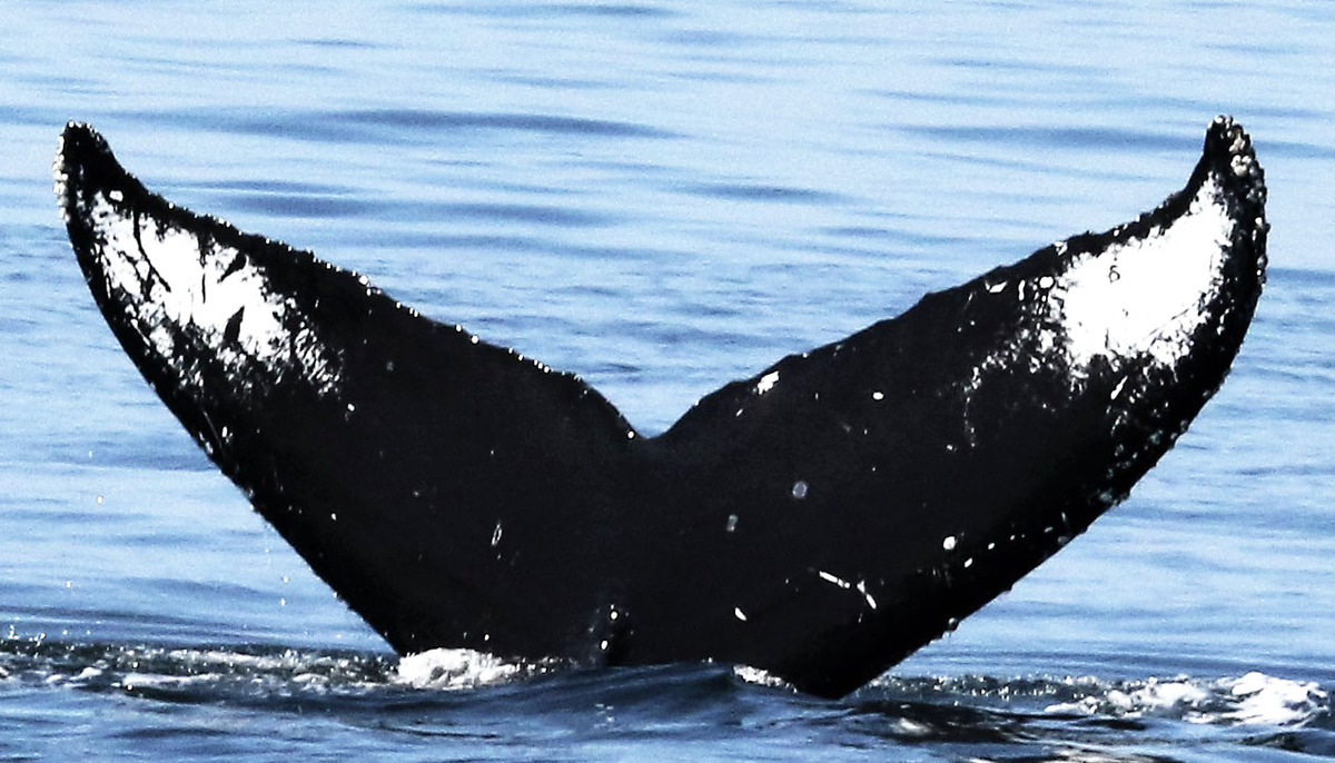 Fluke of Heather (Salish Sea)