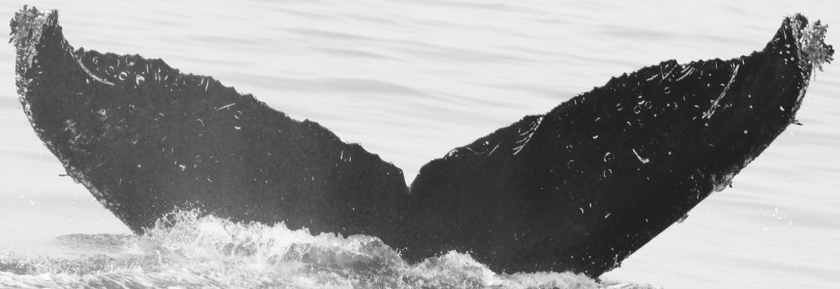 Fluke of Hecate (Salish Sea)