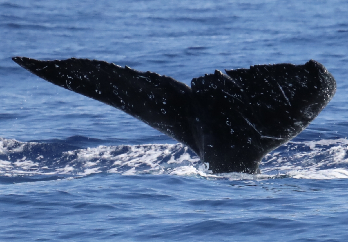 Fluke of PWF-NP_5039