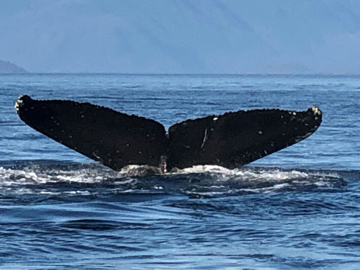 Fluke of SEAK-5457