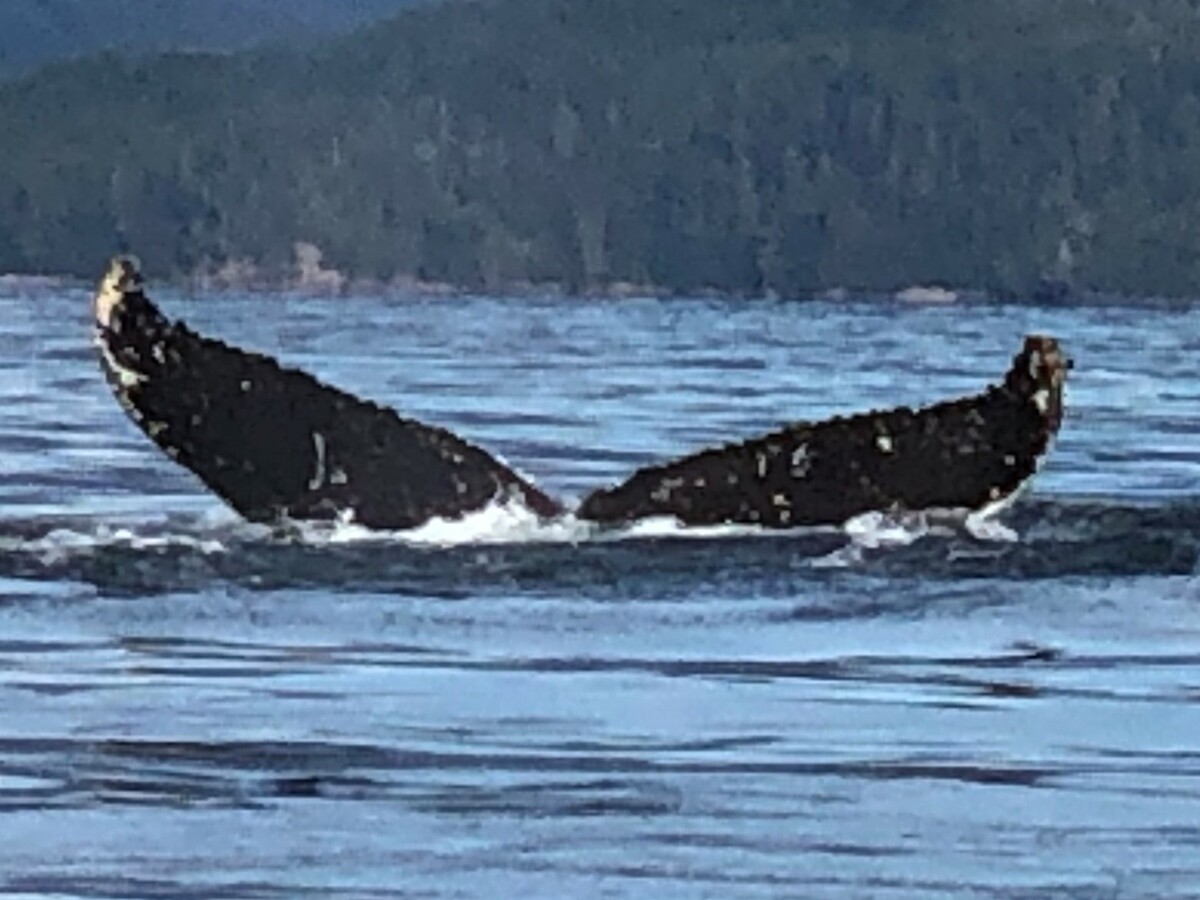 Fluke of HW-MN0401147