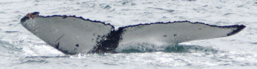 Fluke of Harpy (Salish Sea)