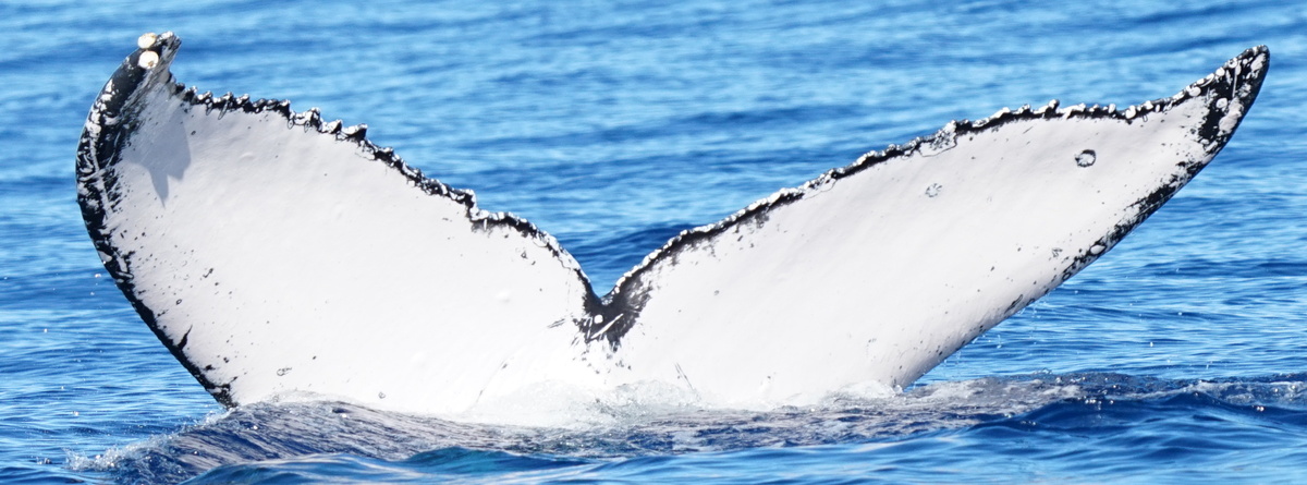 Fluke of BCZ0442
