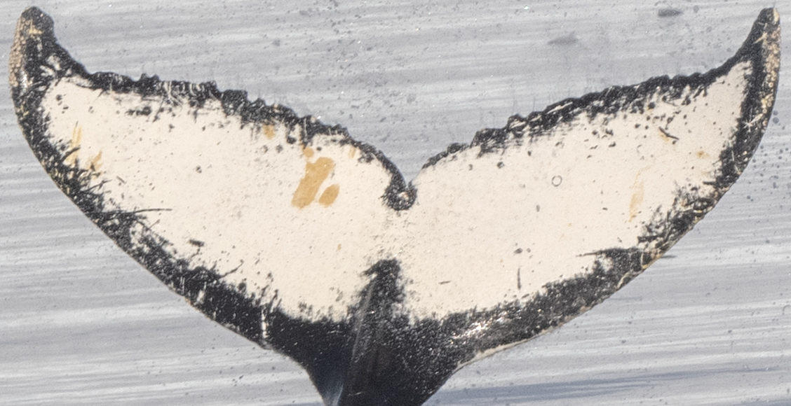 Fluke of Bud ❤️ (Antarctica)