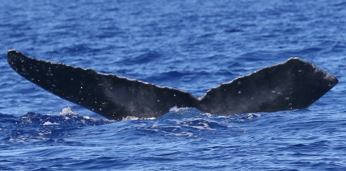 Fluke of PWF-NP_5070