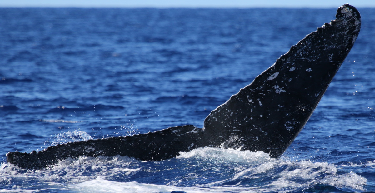 Fluke of PWF-NP_5080