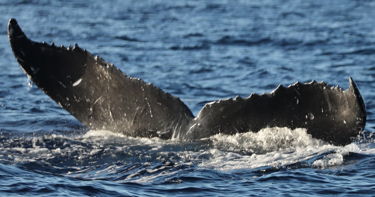 Fluke of CRC-21329