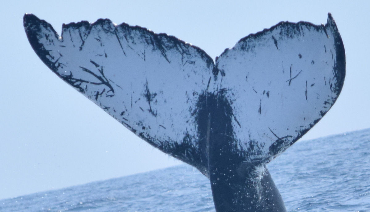 Fluke of CRC-11902