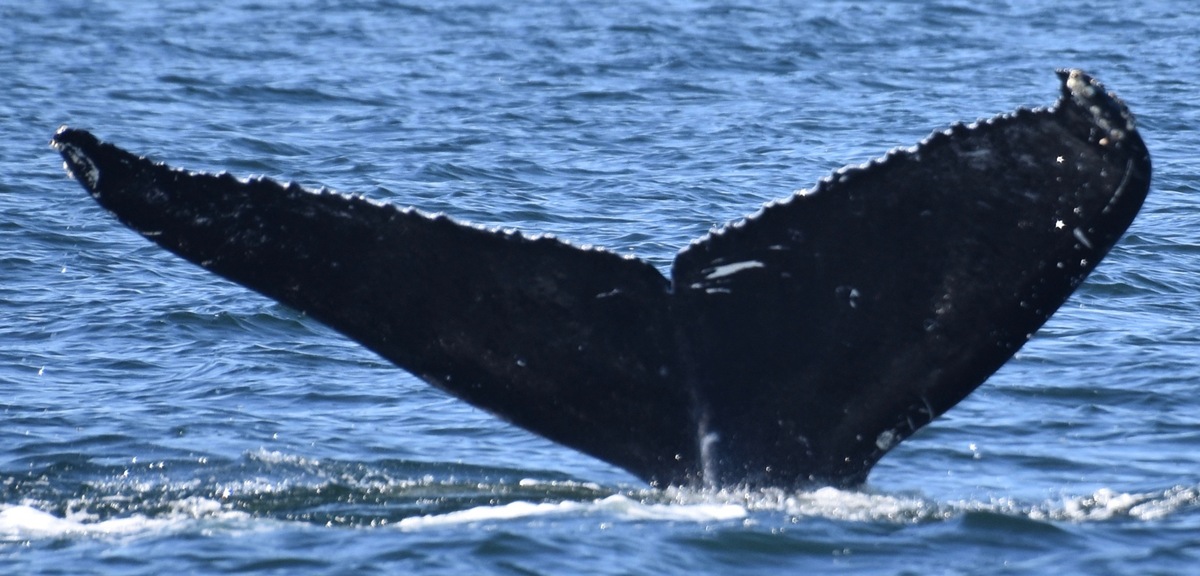 Fluke of Beak (British Columbia)