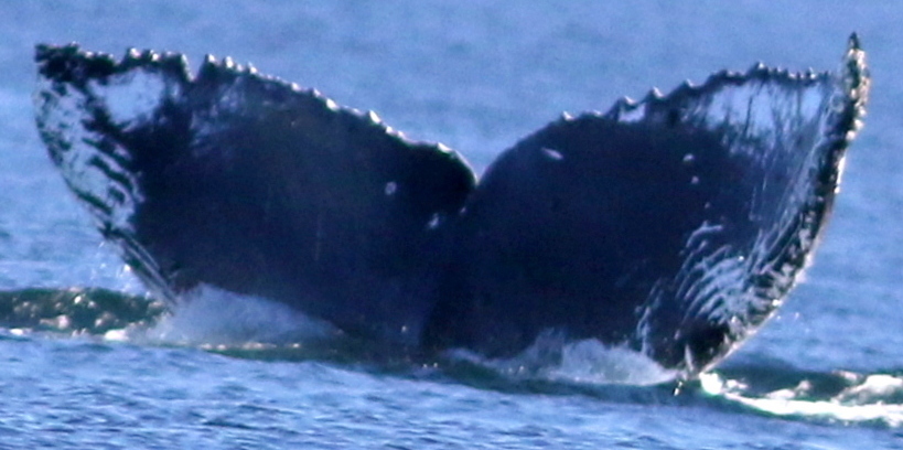 Fluke of Graze (Salish Sea)