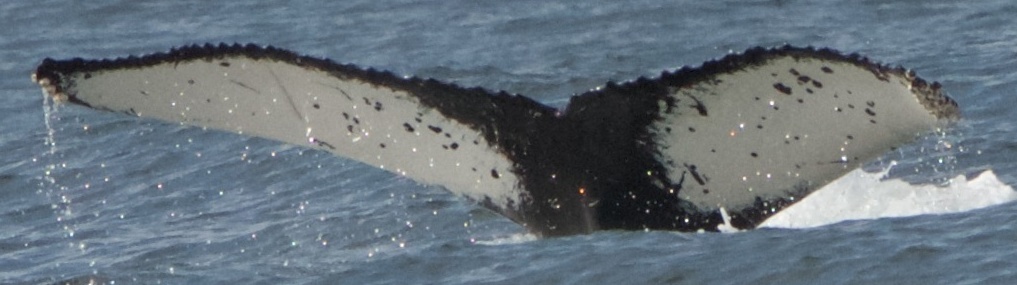 Fluke of CRC-20111