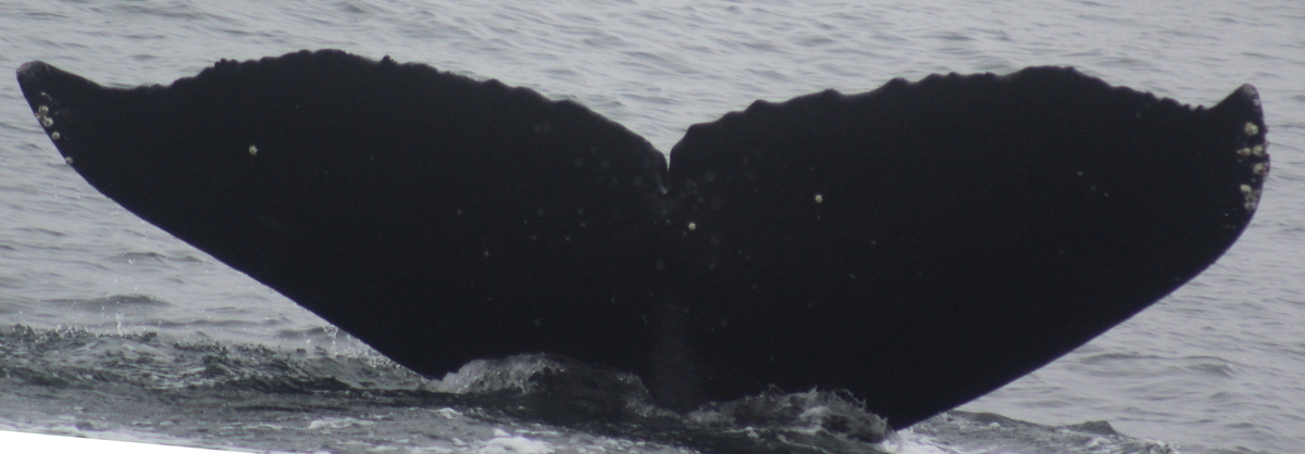 Fluke of CRC-10591