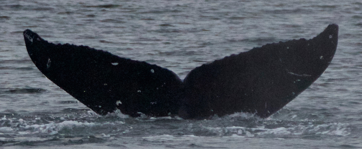 Fluke of Bell (Northern BC) aka Forte (Northern BC)