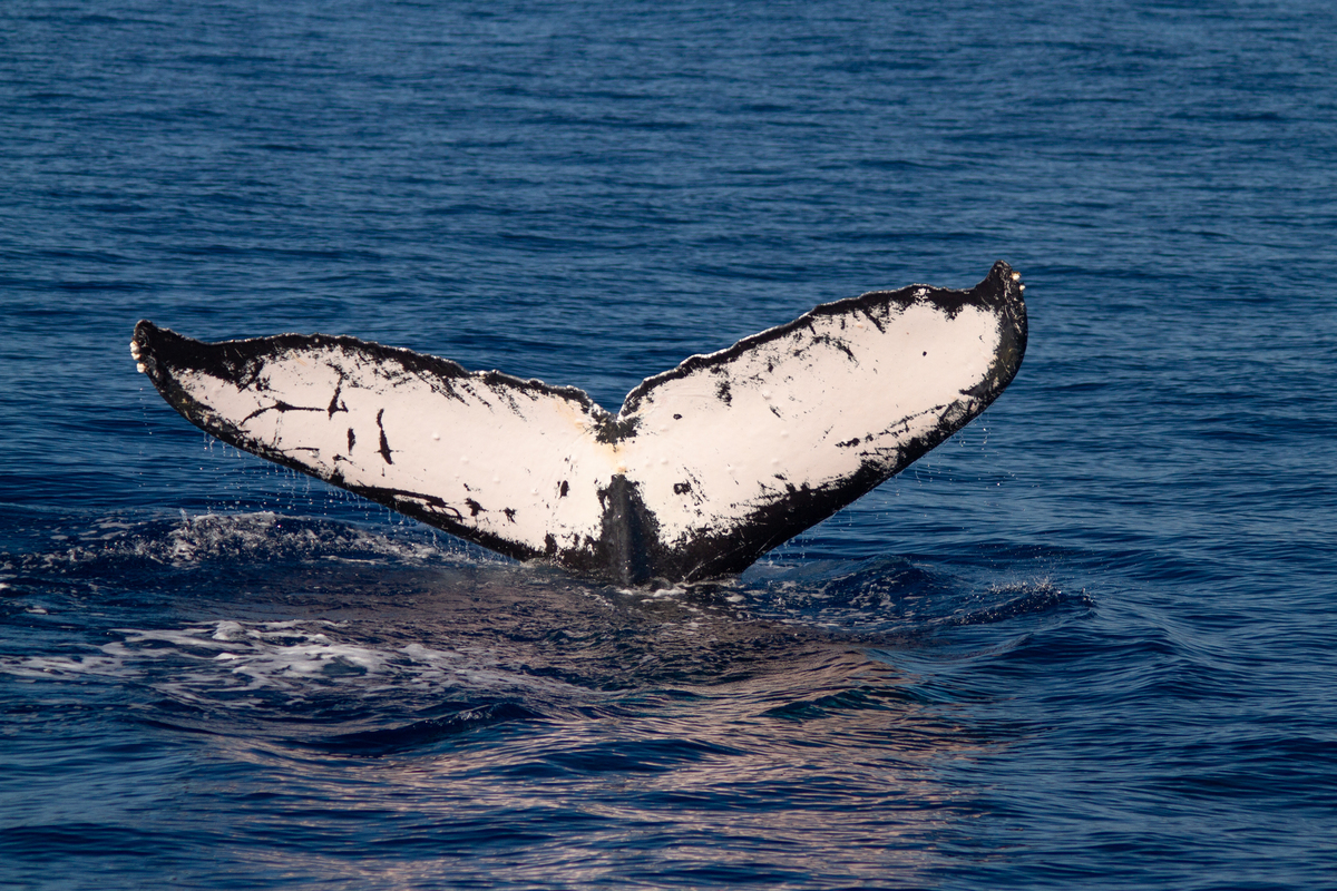 Fluke of HW-MN0442720