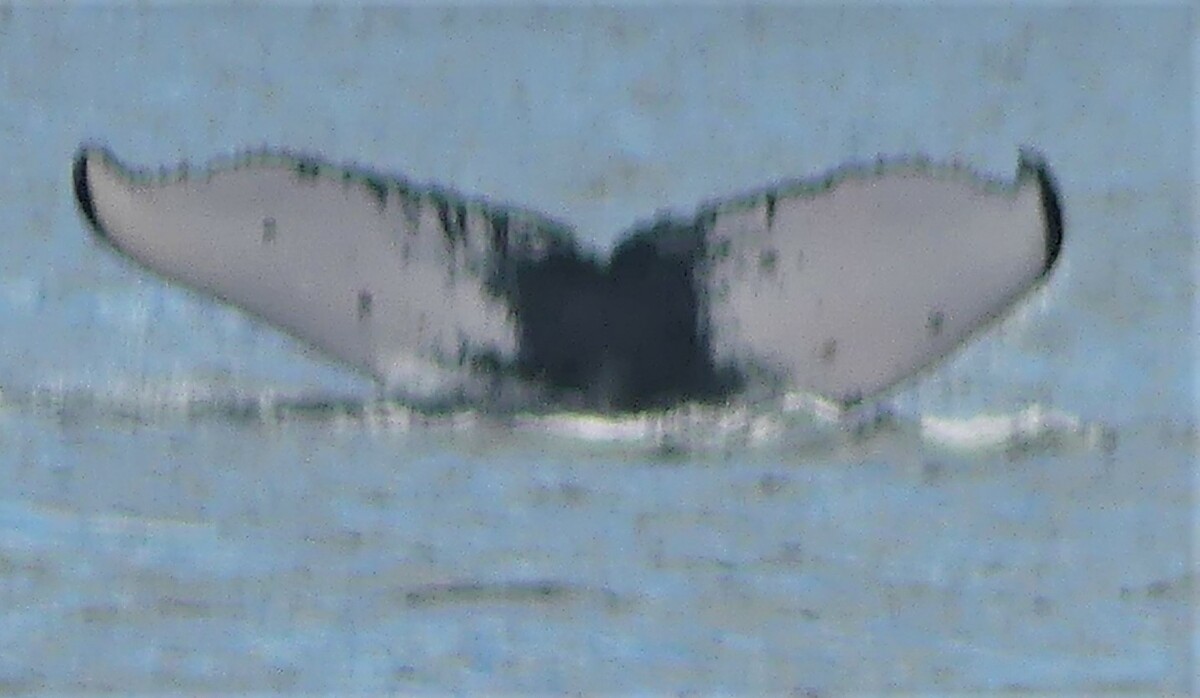 Fluke of CRC-19667