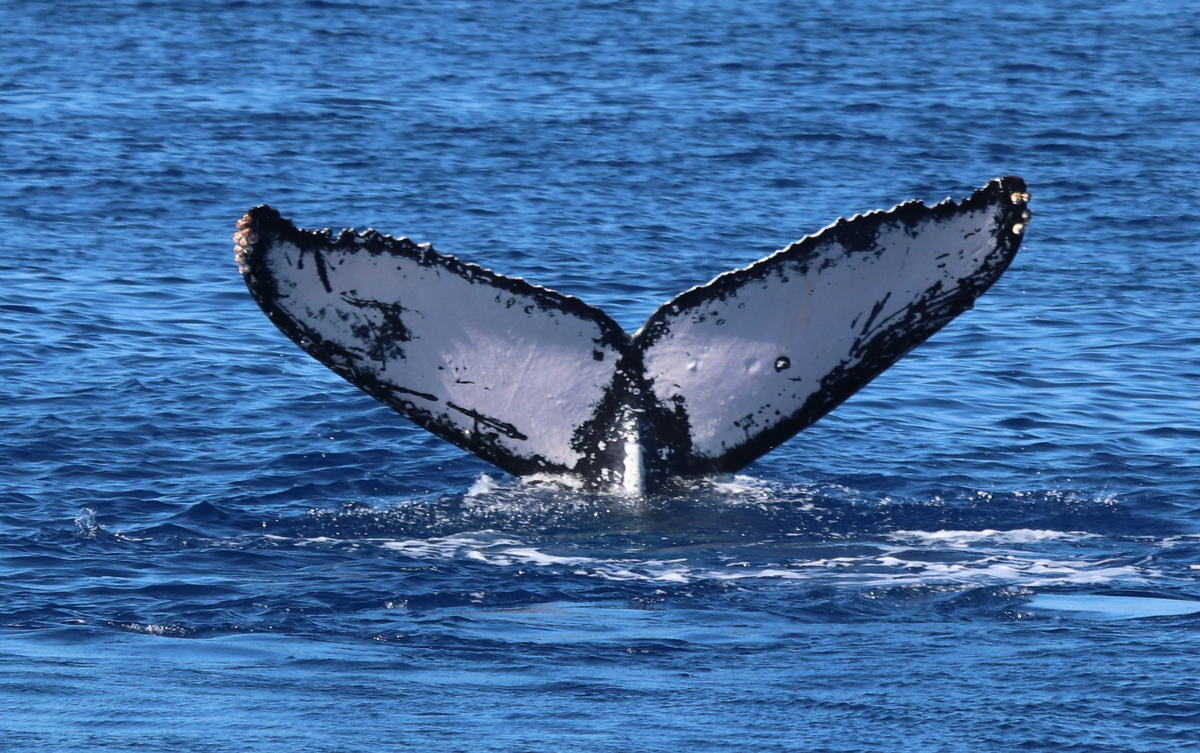 Fluke of HW-MN0442722