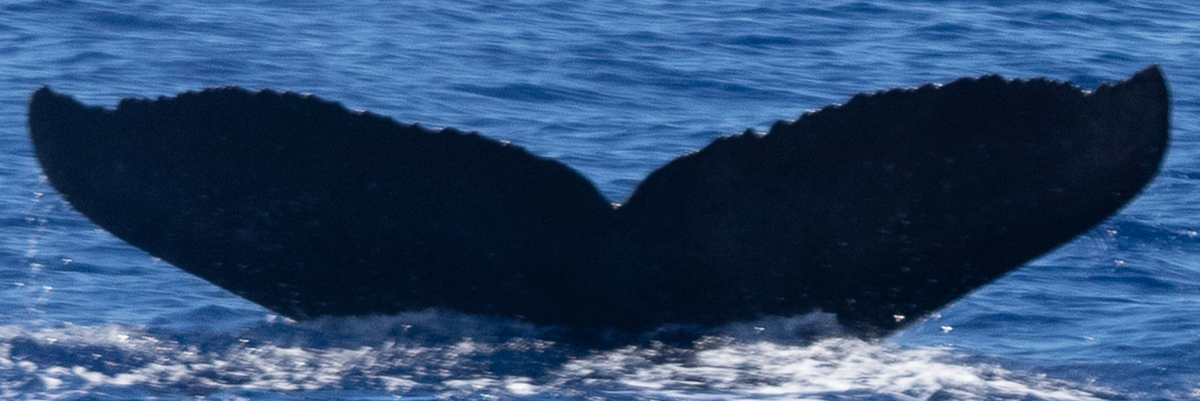 Fluke of HW-MN0442744