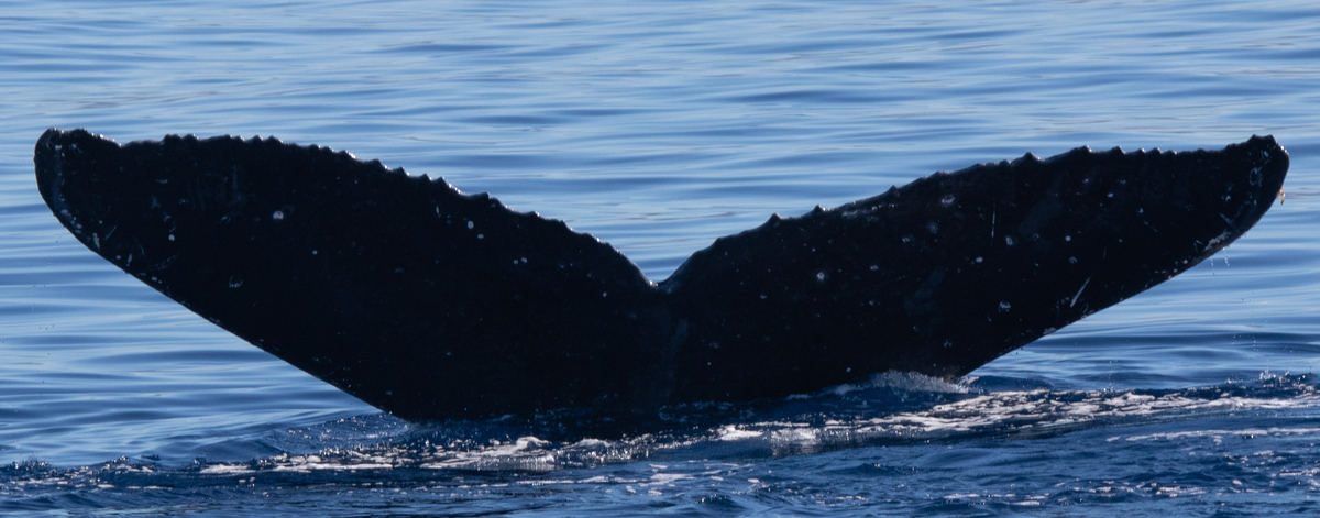 Fluke of HW-MN0442723