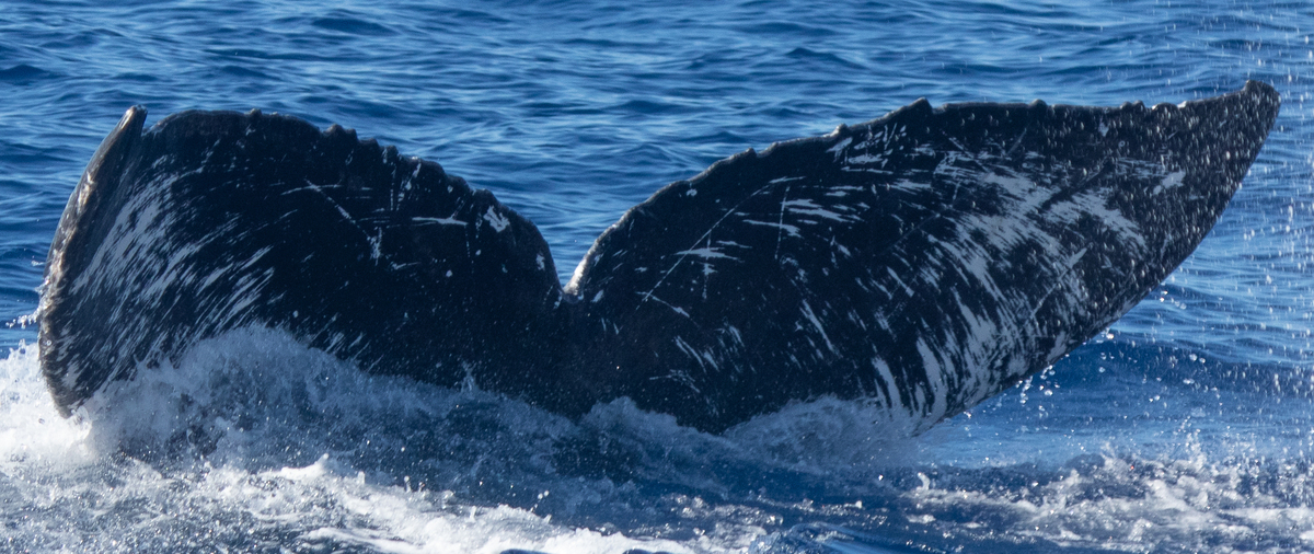 Fluke of HW-MN0442740