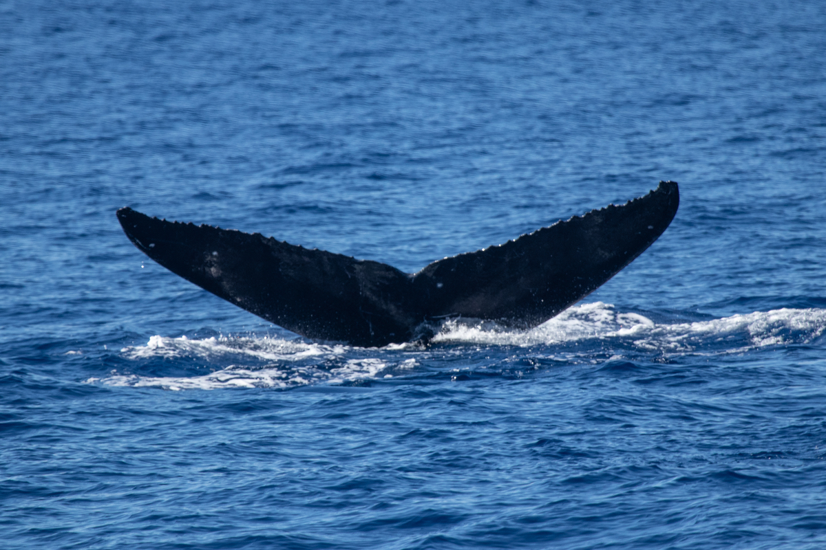 Fluke of HW-MN0442741