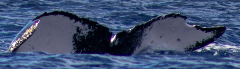 Fluke of HW-MN0442724