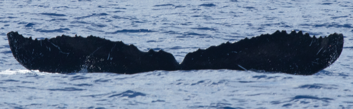 Fluke of HW-MN0442746