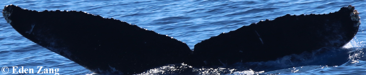Fluke of HW-MN0442726