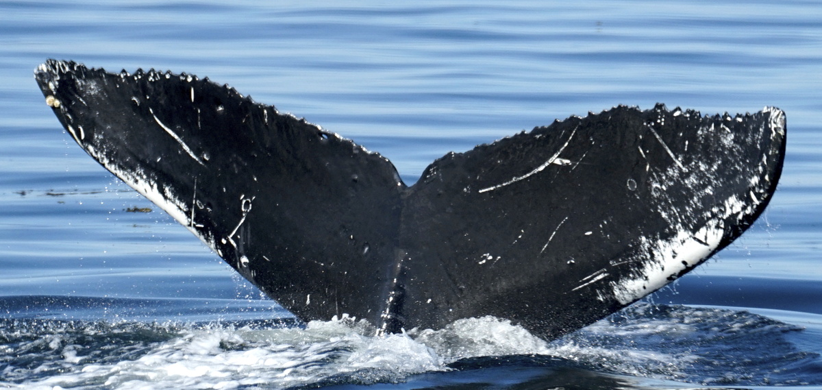 Fluke of HW-MN0442731