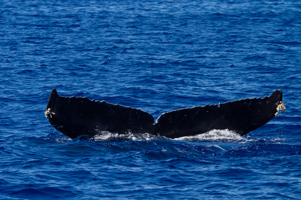 Fluke of HW-MN0442734