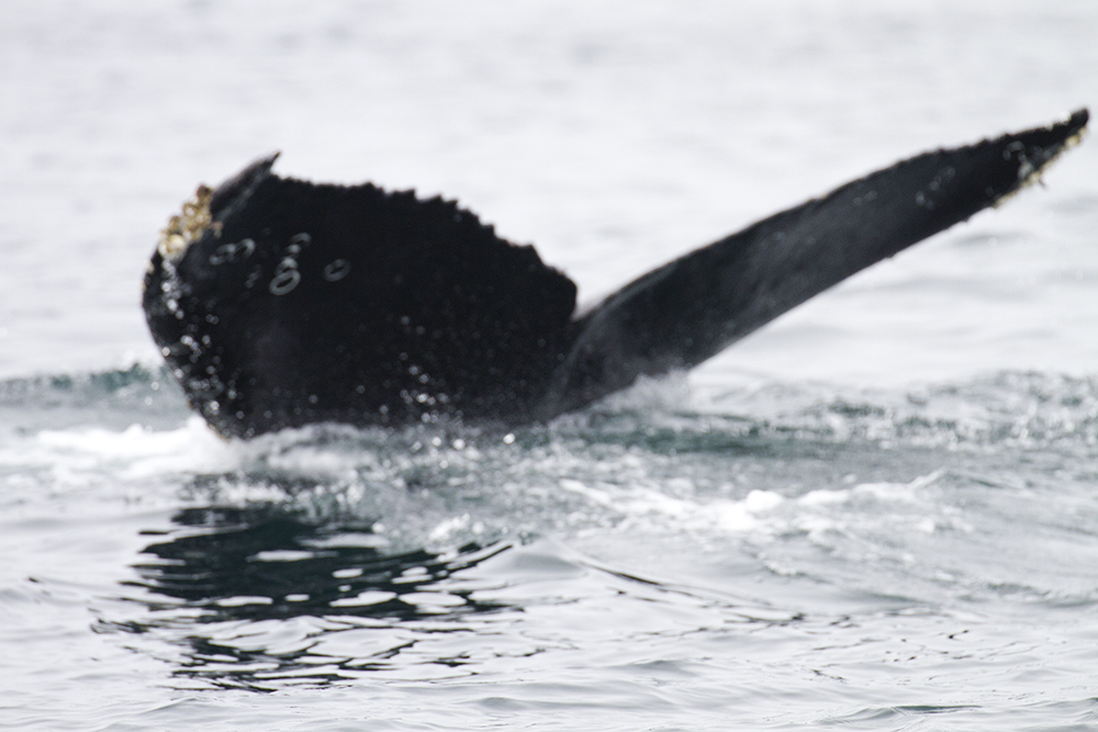 Fluke of CRC-21238