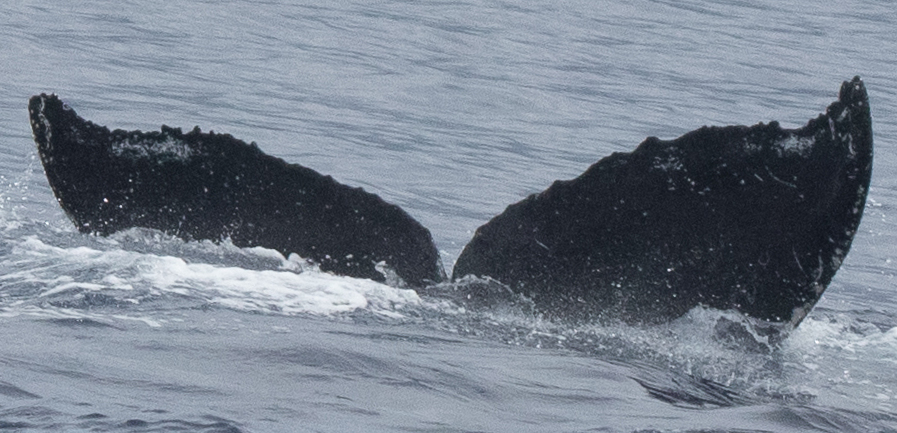 Fluke of HW-MN0442752