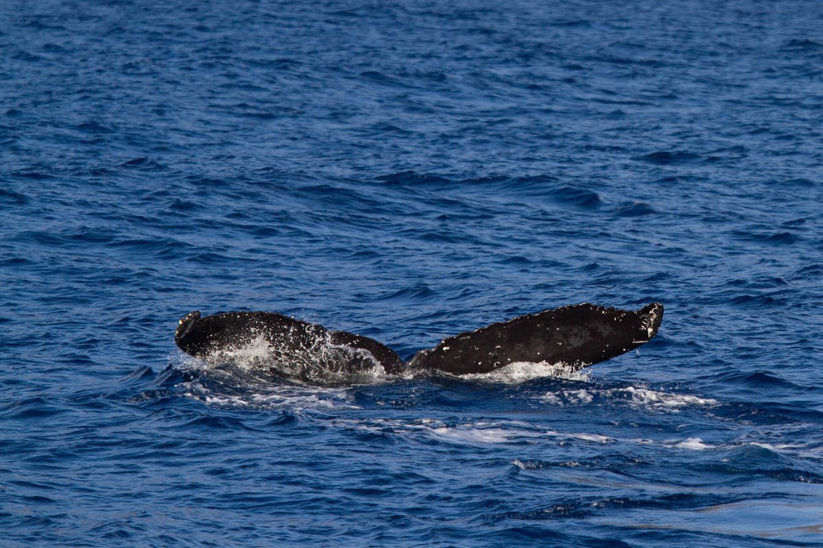 Fluke of HW-MN0442735