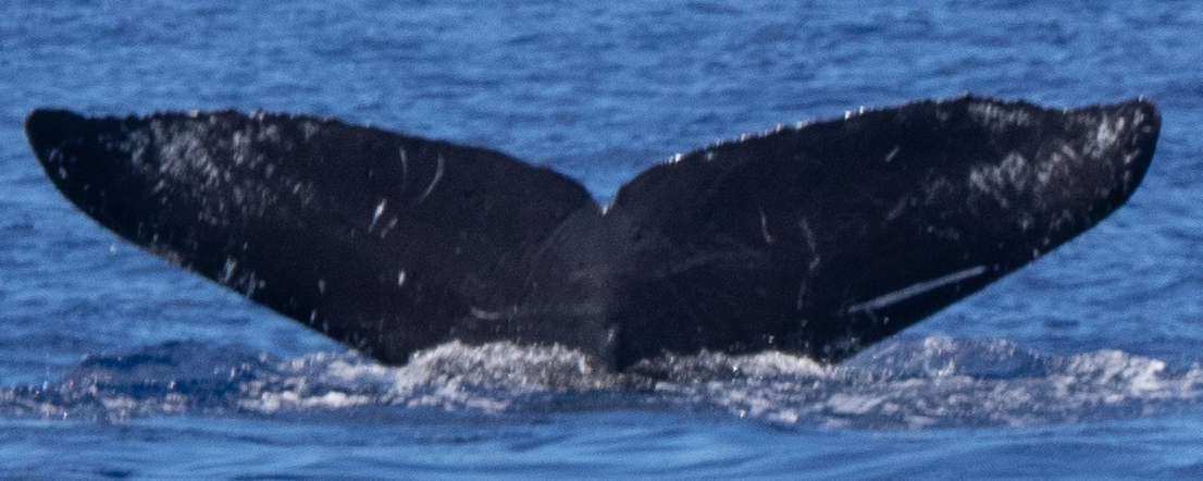 Fluke of HW-MN0442738