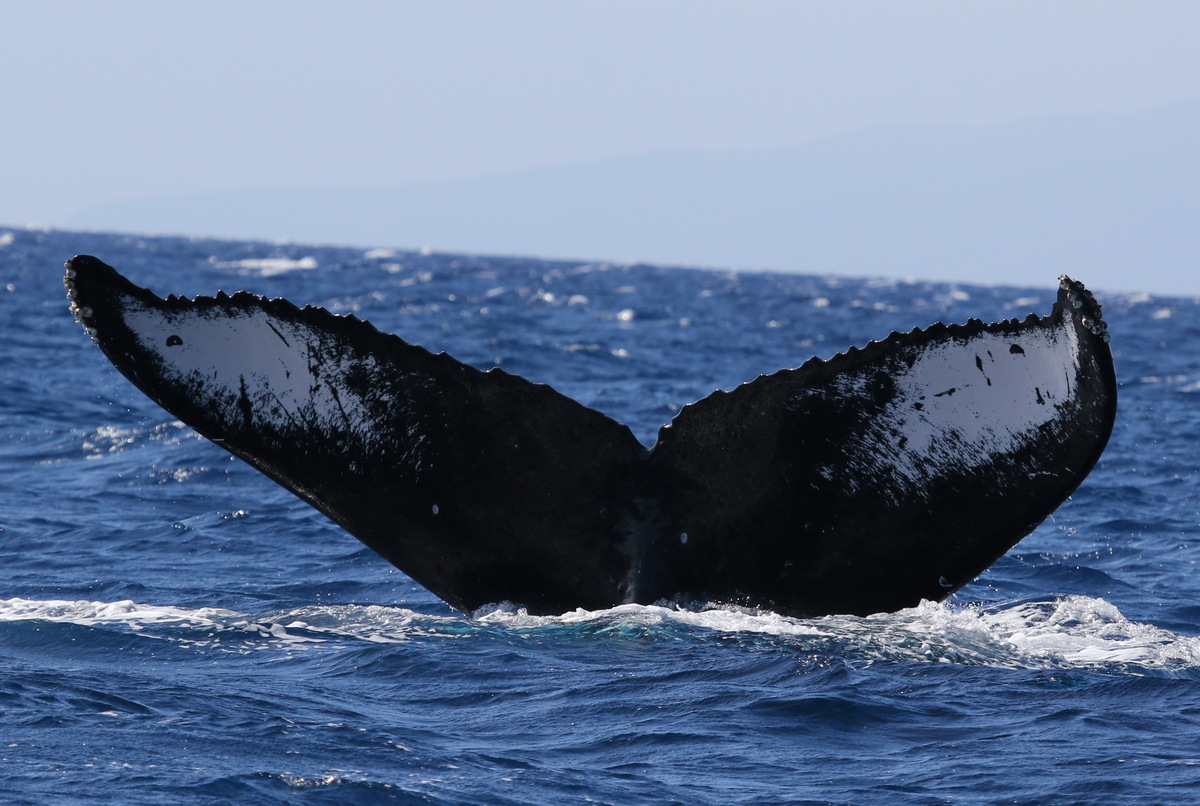 Fluke of Kāimana Māma (Hawaii)