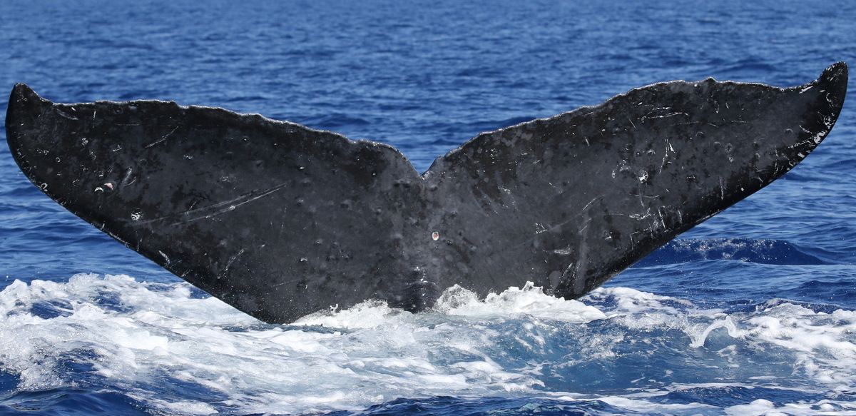 Fluke of PWF-NP_5176