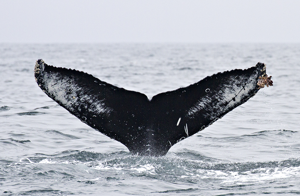 Fluke of CRC-16686