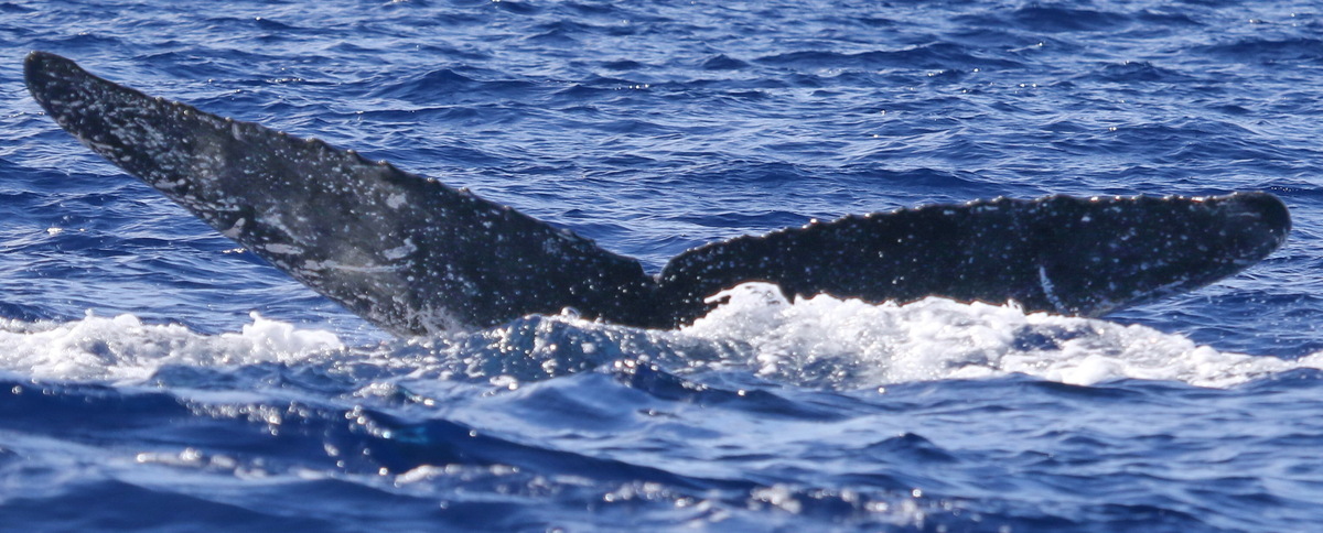 Fluke of PWF-NP_5101