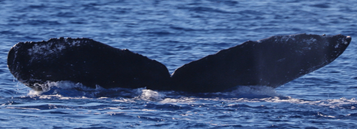Fluke of PWF-NP_5099