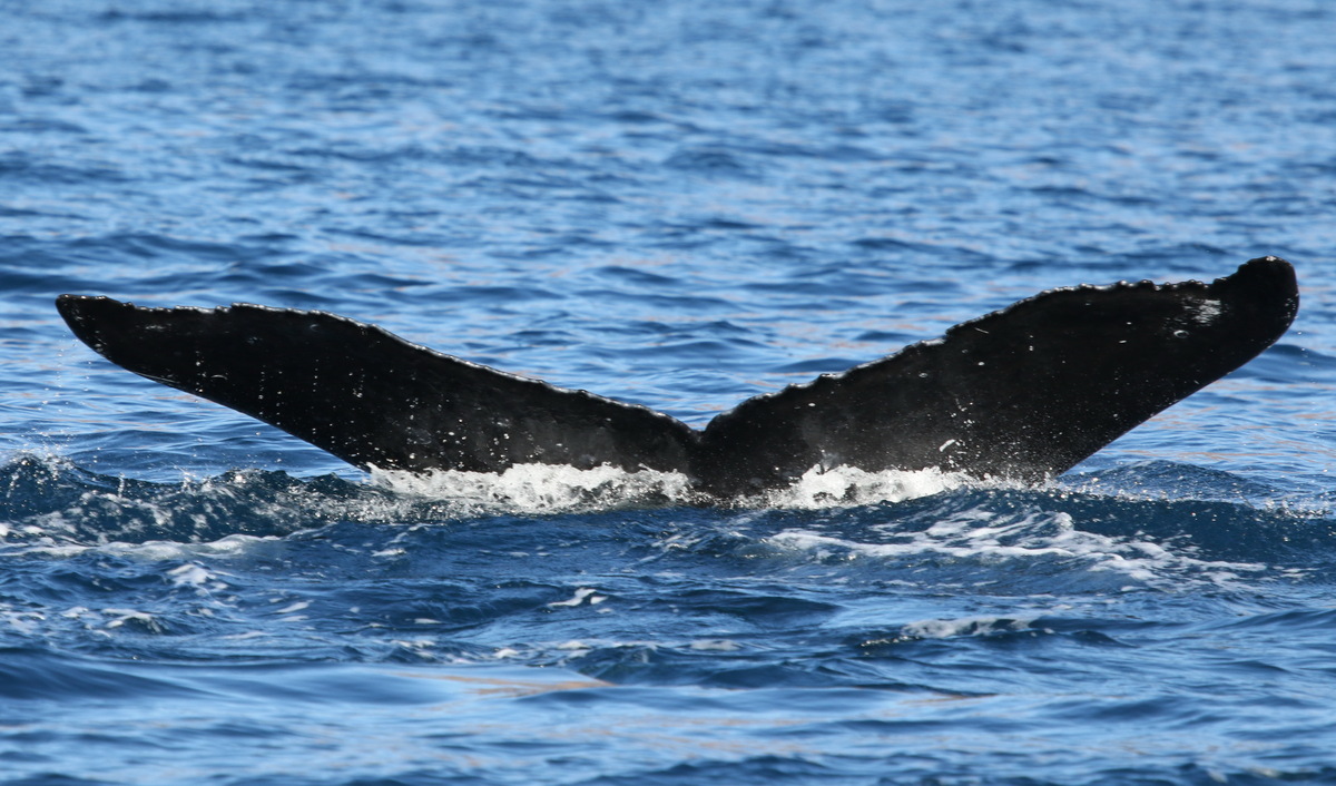 Fluke of PWF-NP_5140