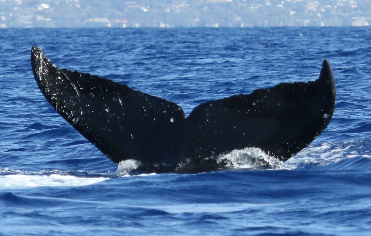 Fluke of PWF-NP_5145