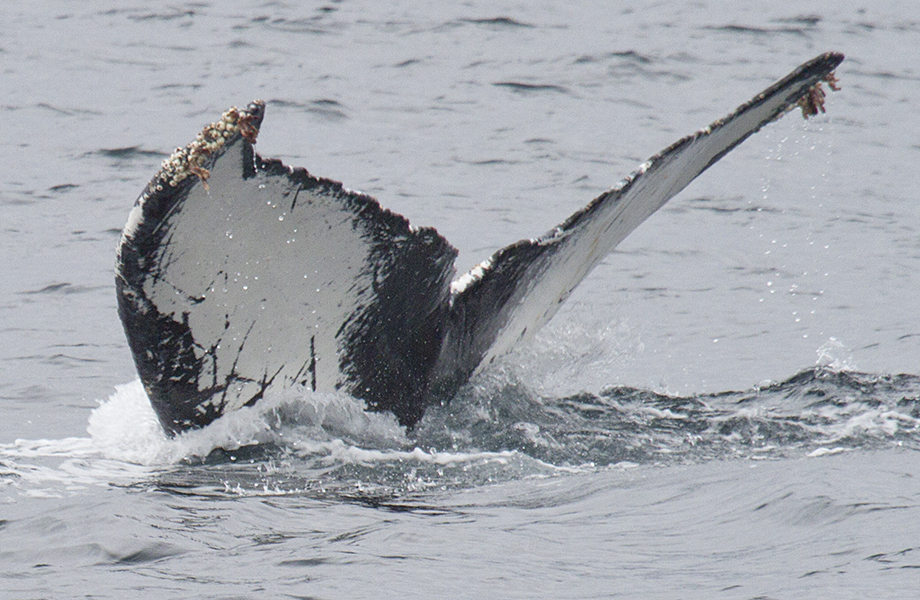 Fluke of CRC-9006