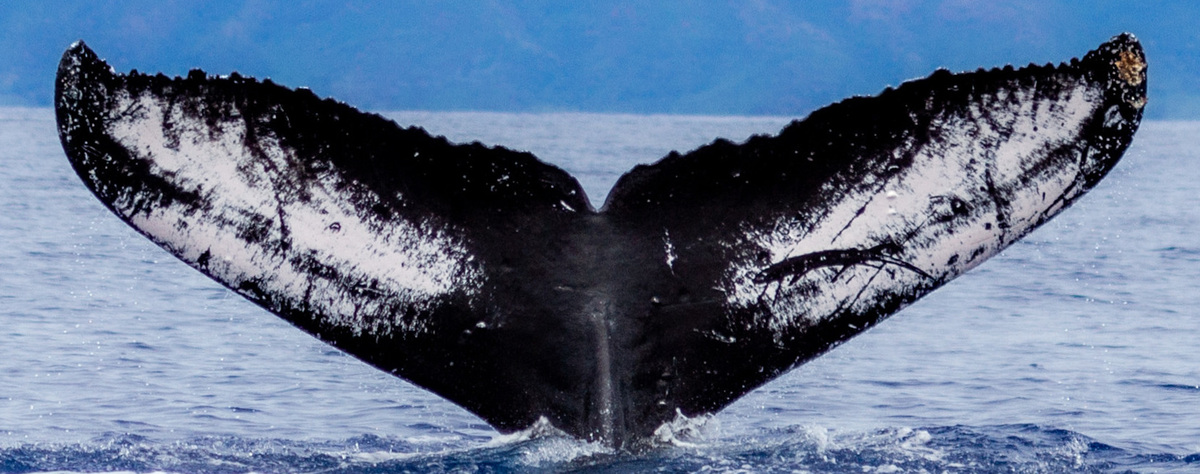 Fluke of Manunauna (FS)