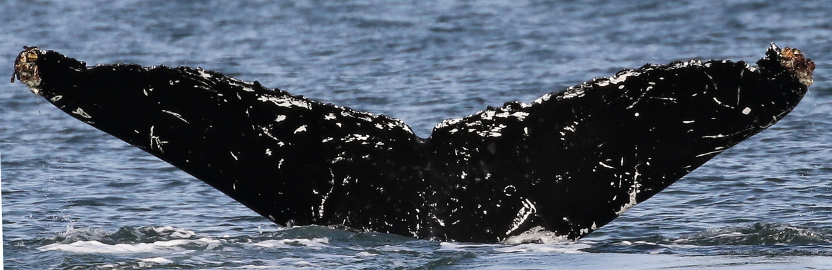 Fluke of Kappa (Salish Sea)