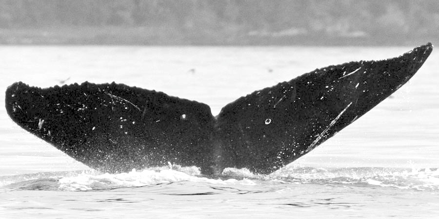 Fluke of Hakakamoku (FS)