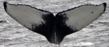 Fluke of Gavin (FS)